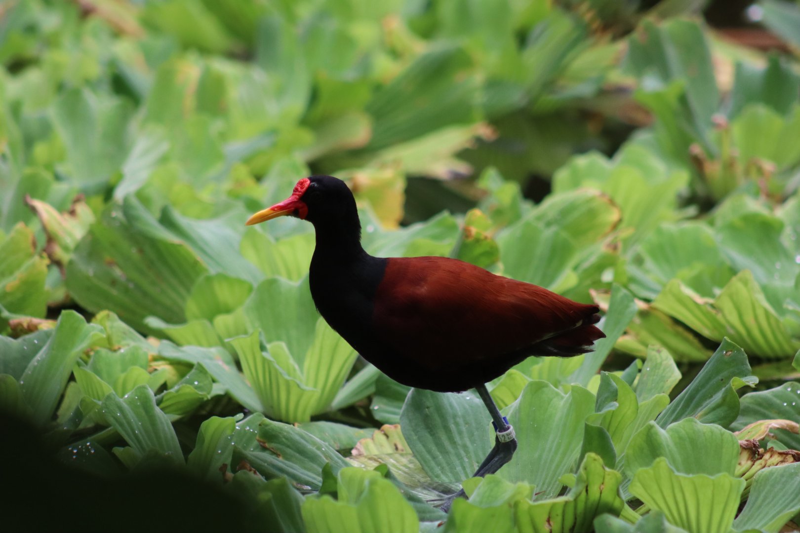 Wattled Jacana - 20 June 2024