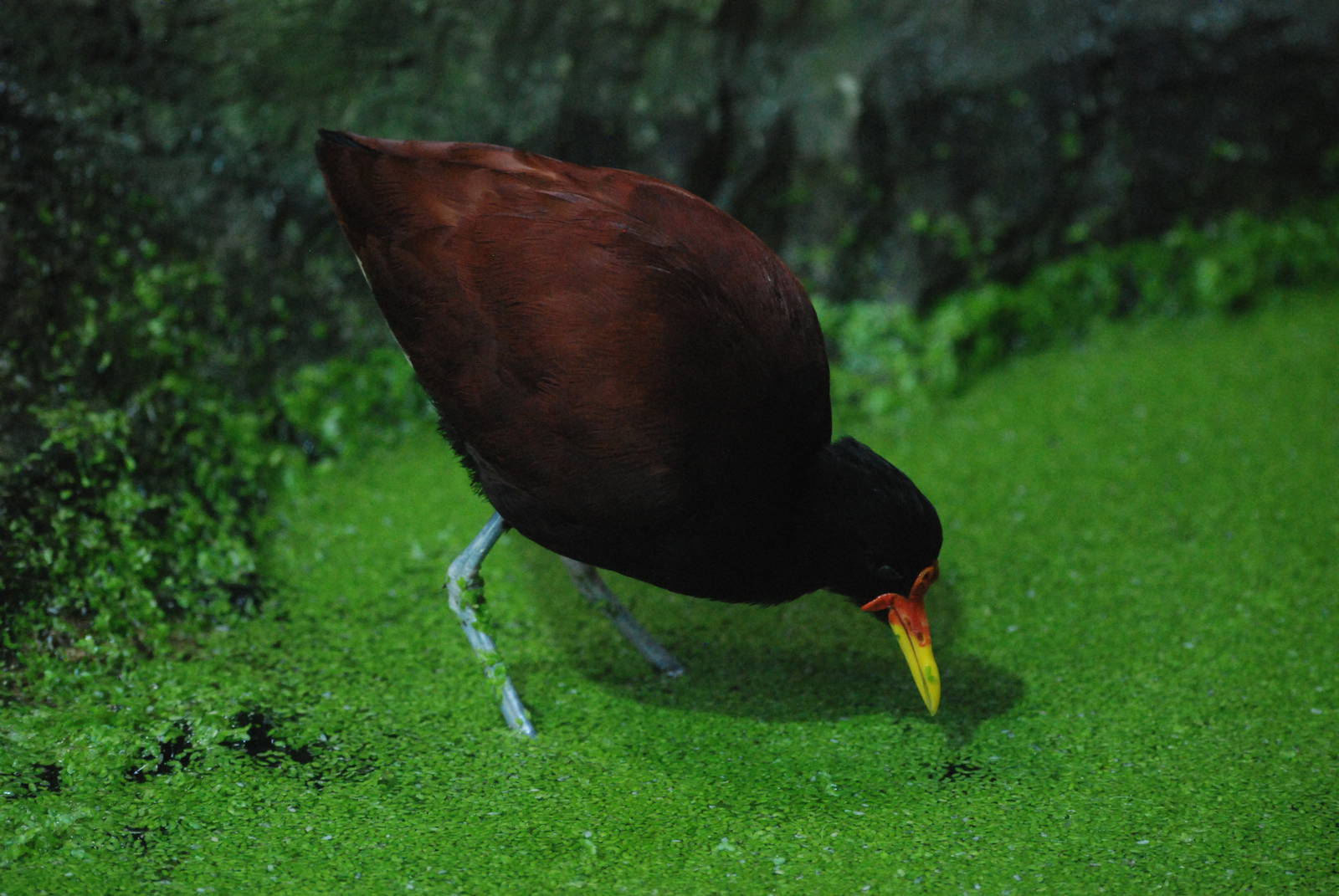 Wattled Jacana at Barcelona, 30/05/11