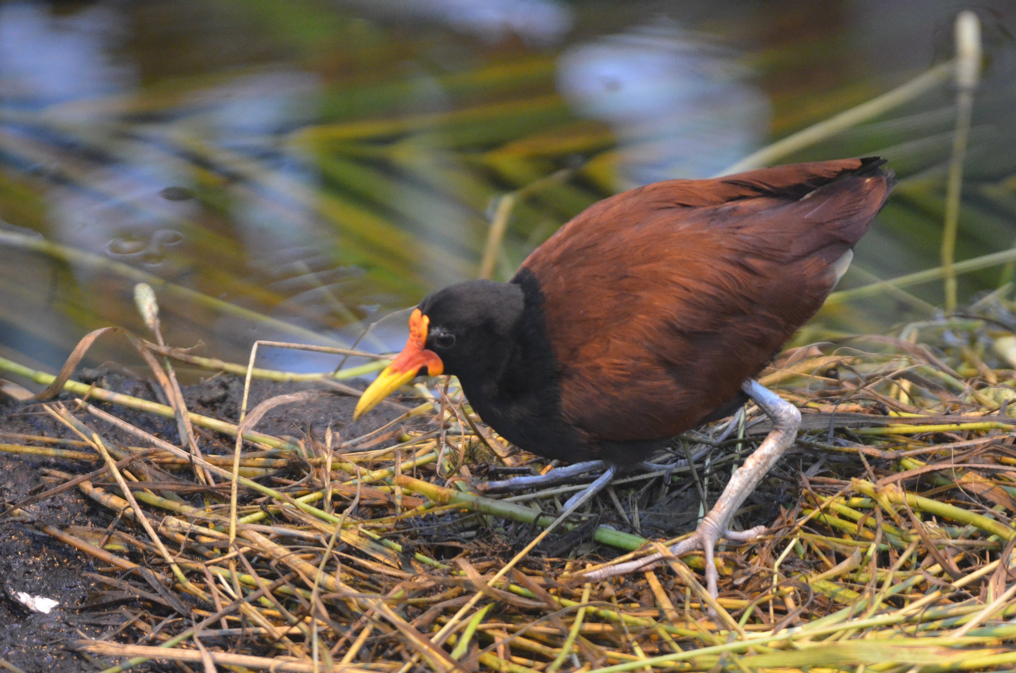 Wattled Jacana at Krefeld, 15/06/19