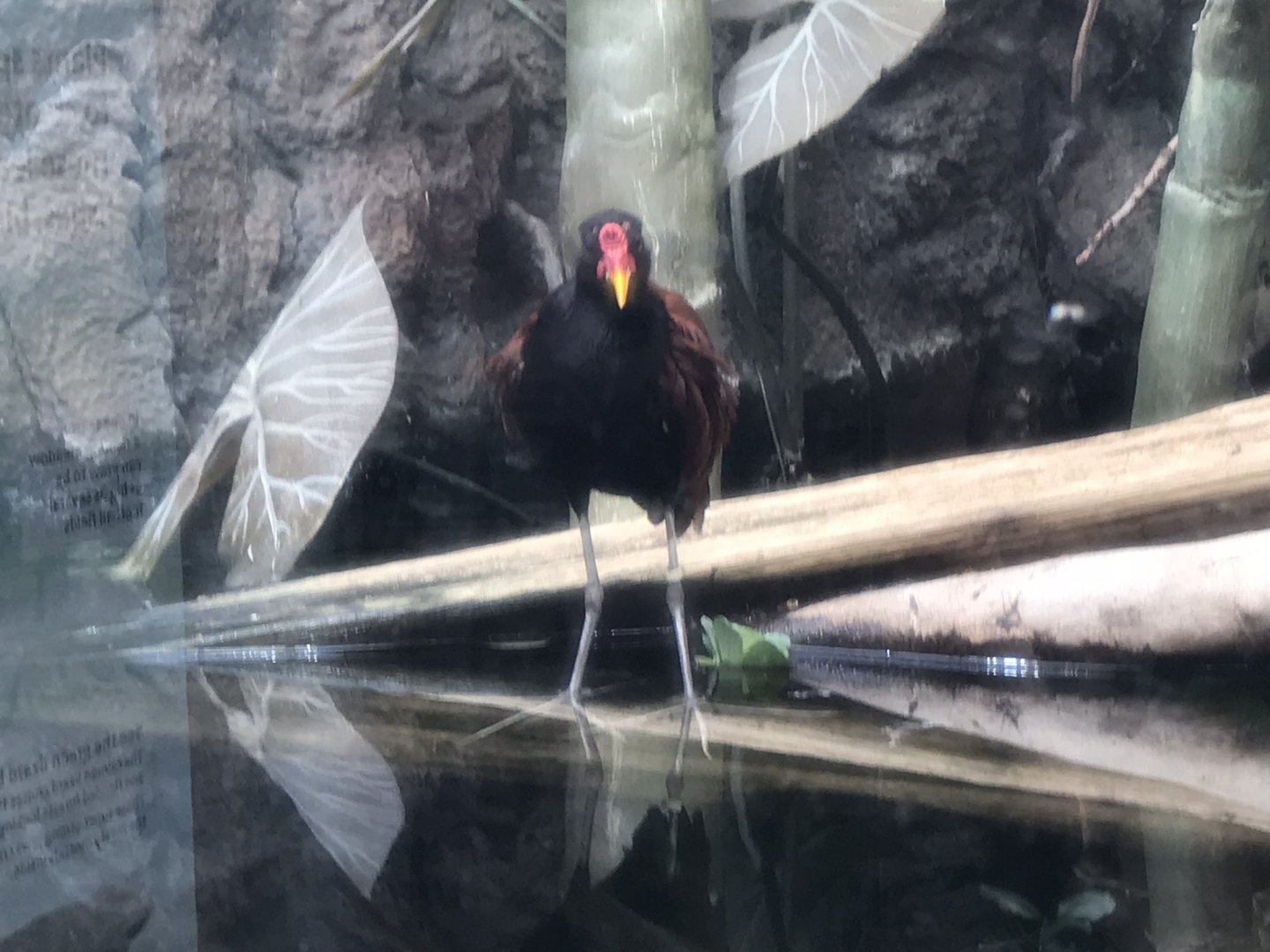 Wattled Jacana at Shedd Aquarium