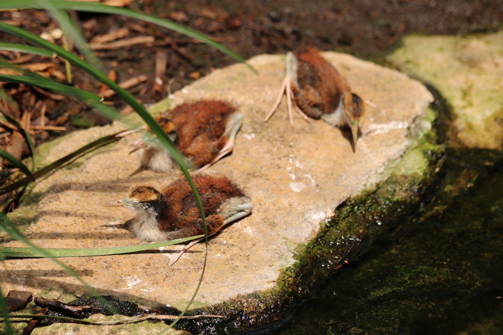 Wattled Jacana Babies