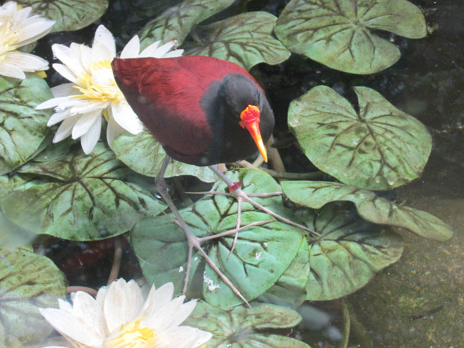 wattled jacana barcelona zoo