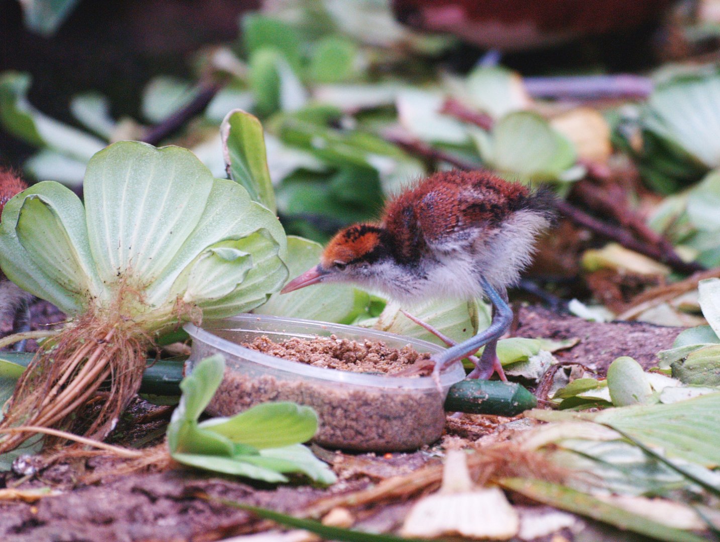 Wattled jacana chick (Jacana jacana), 2009-04-19