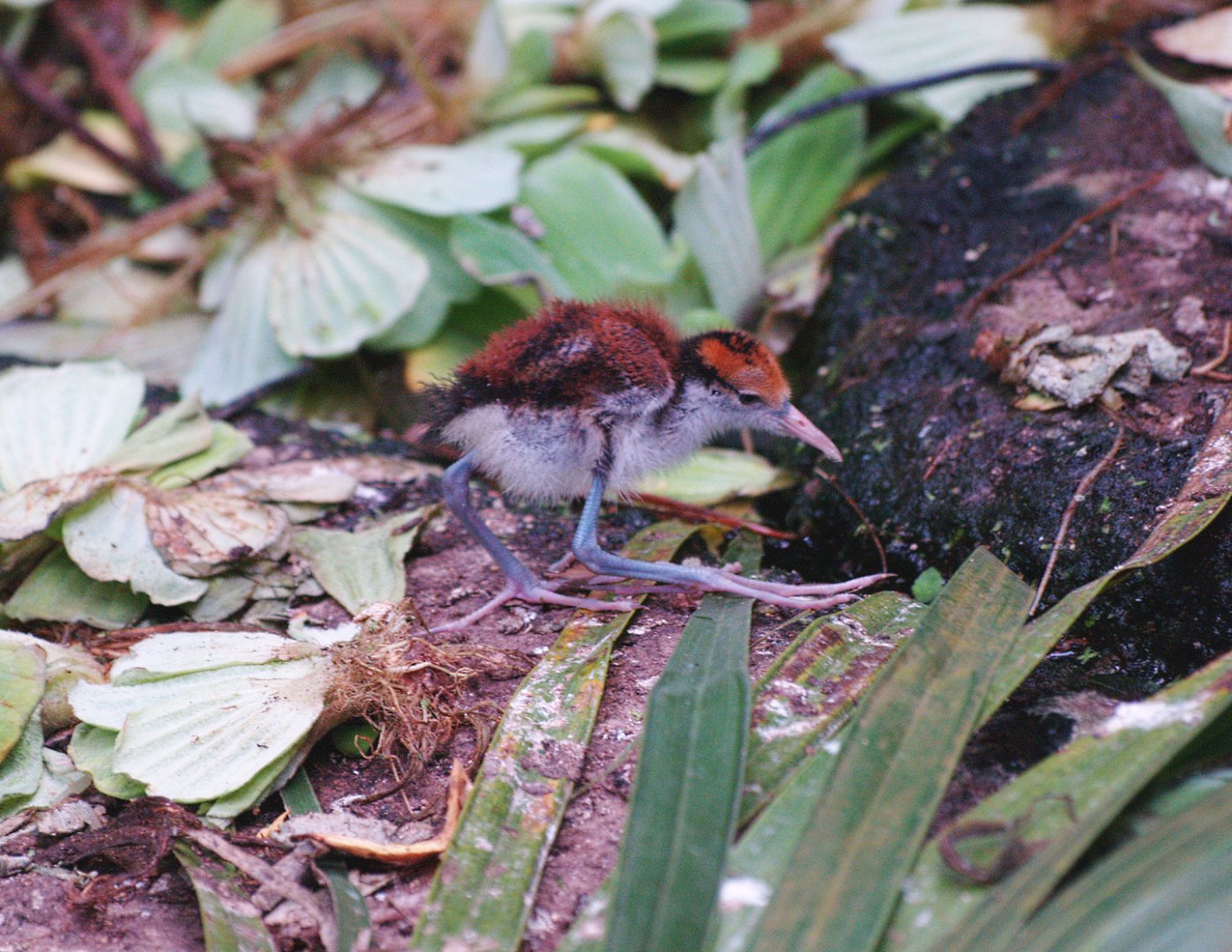 Wattled jacana chick (Jacana jacana), 2009-04-19