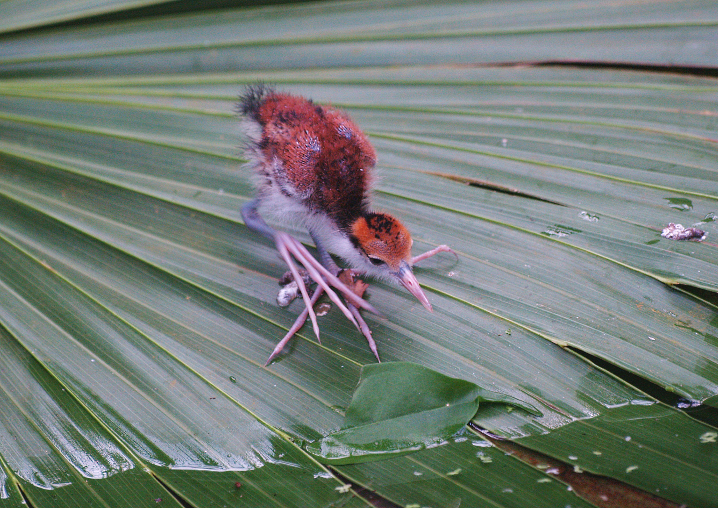 Wattled jacana chick (Jacana jacana), 2009-04-19