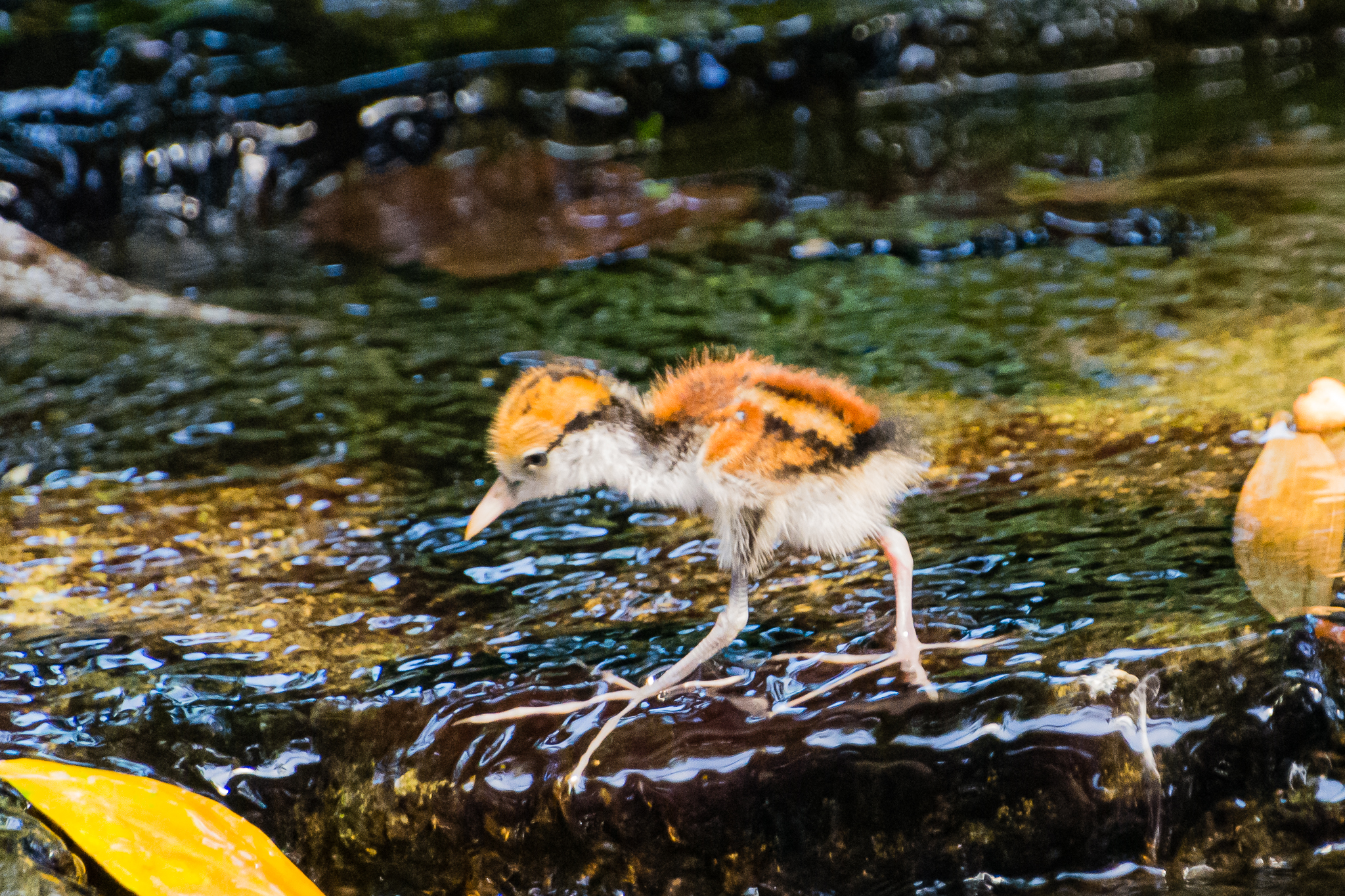 Wattled Jacana chick