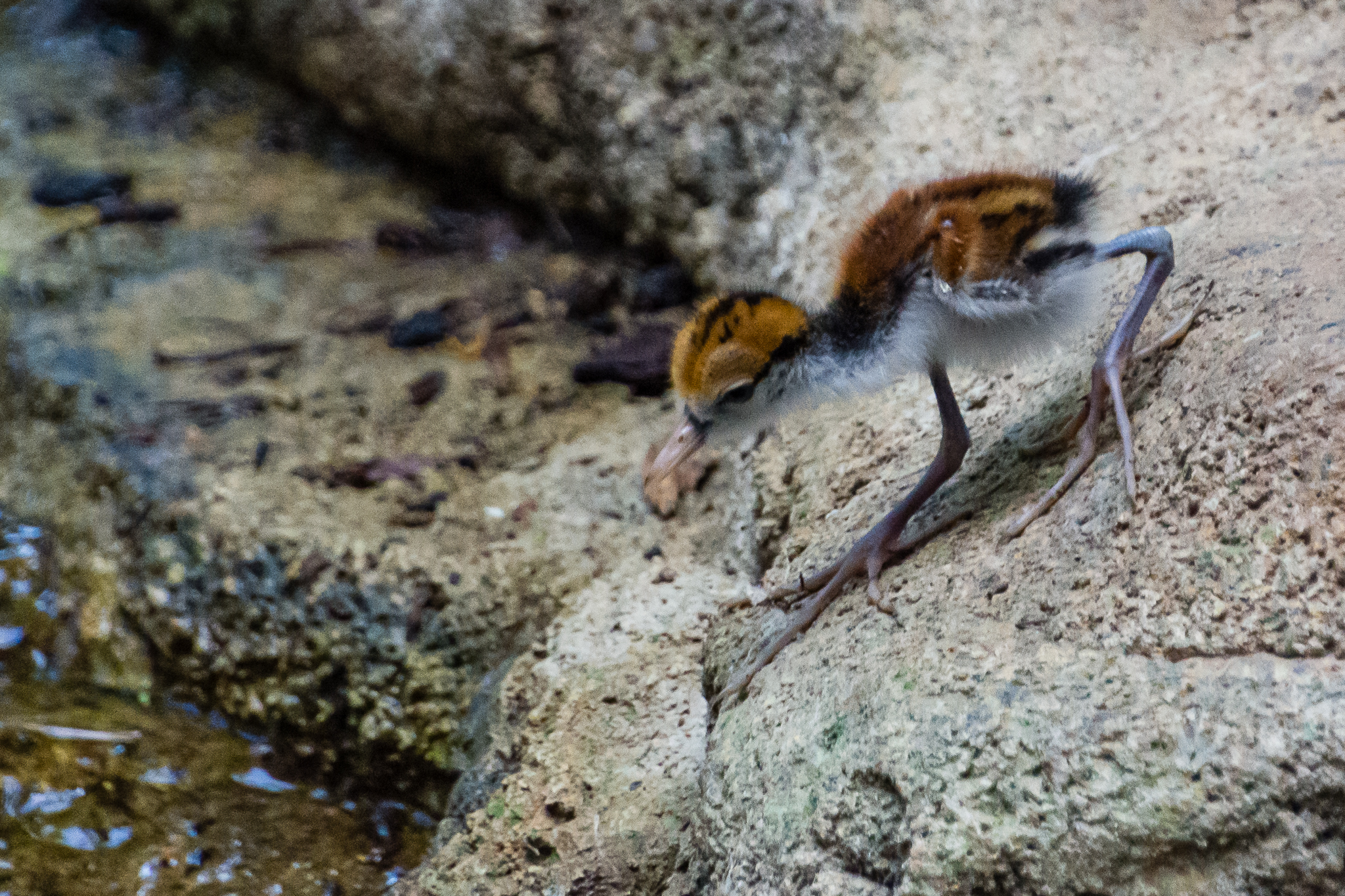 Wattled Jacana chick