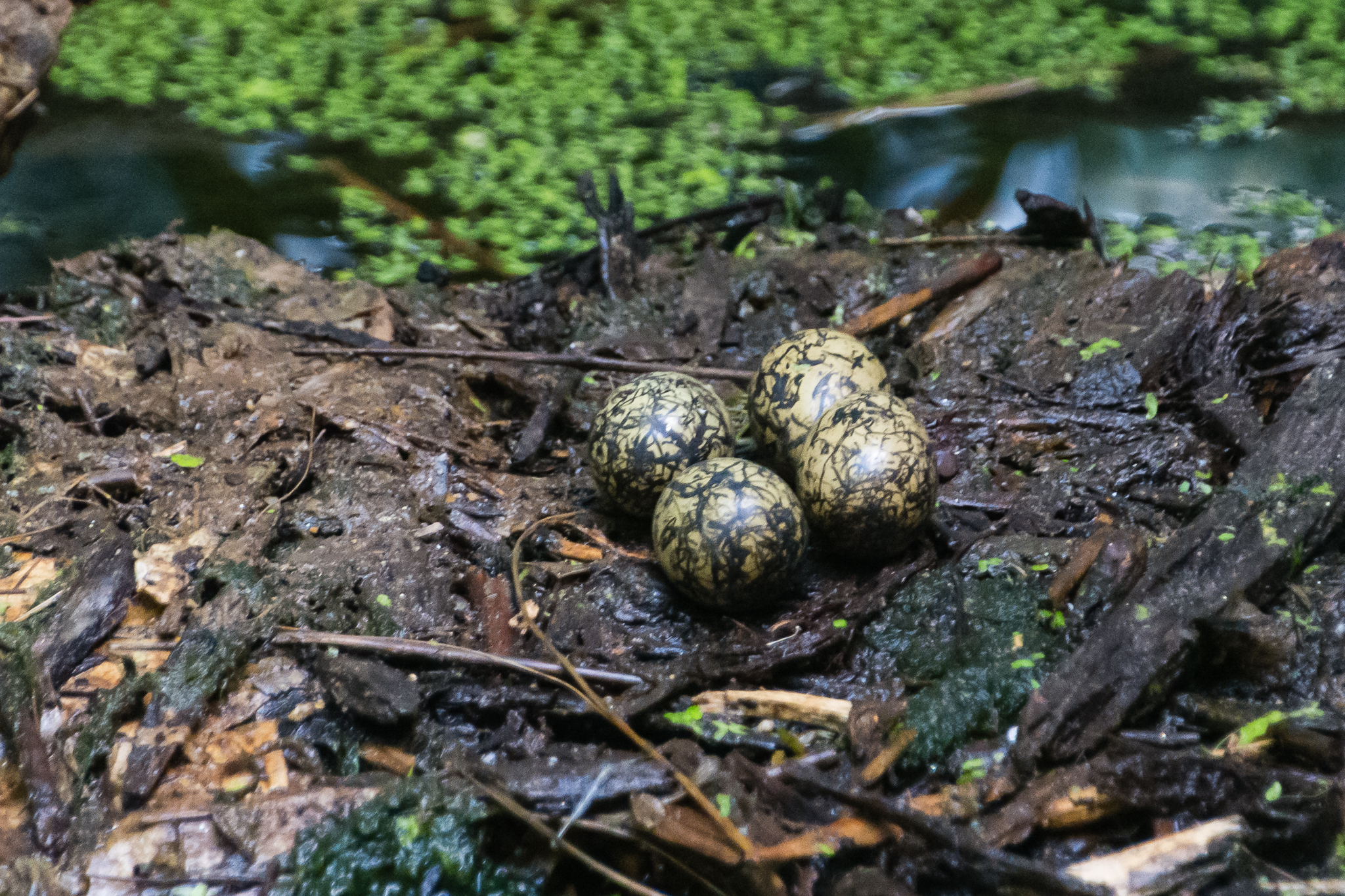 Wattled Jacana eggs