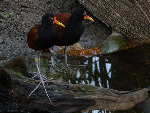 Wattled jacana (Jacana jacana) (07/22)