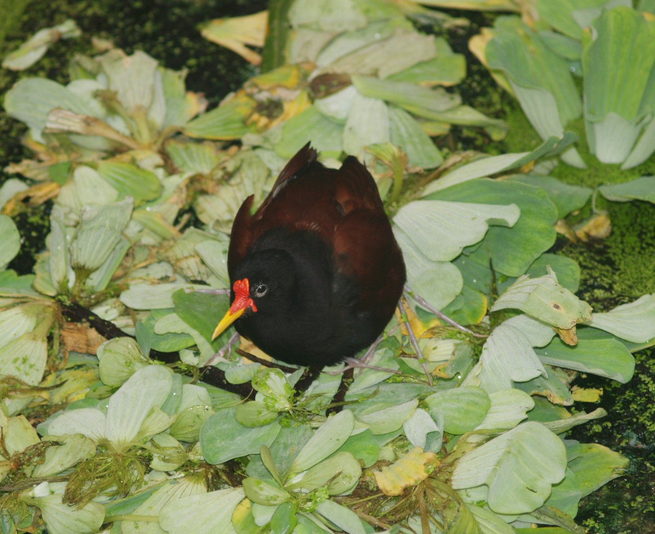 Wattled jacana (Jacana jacana), 2006-07-08