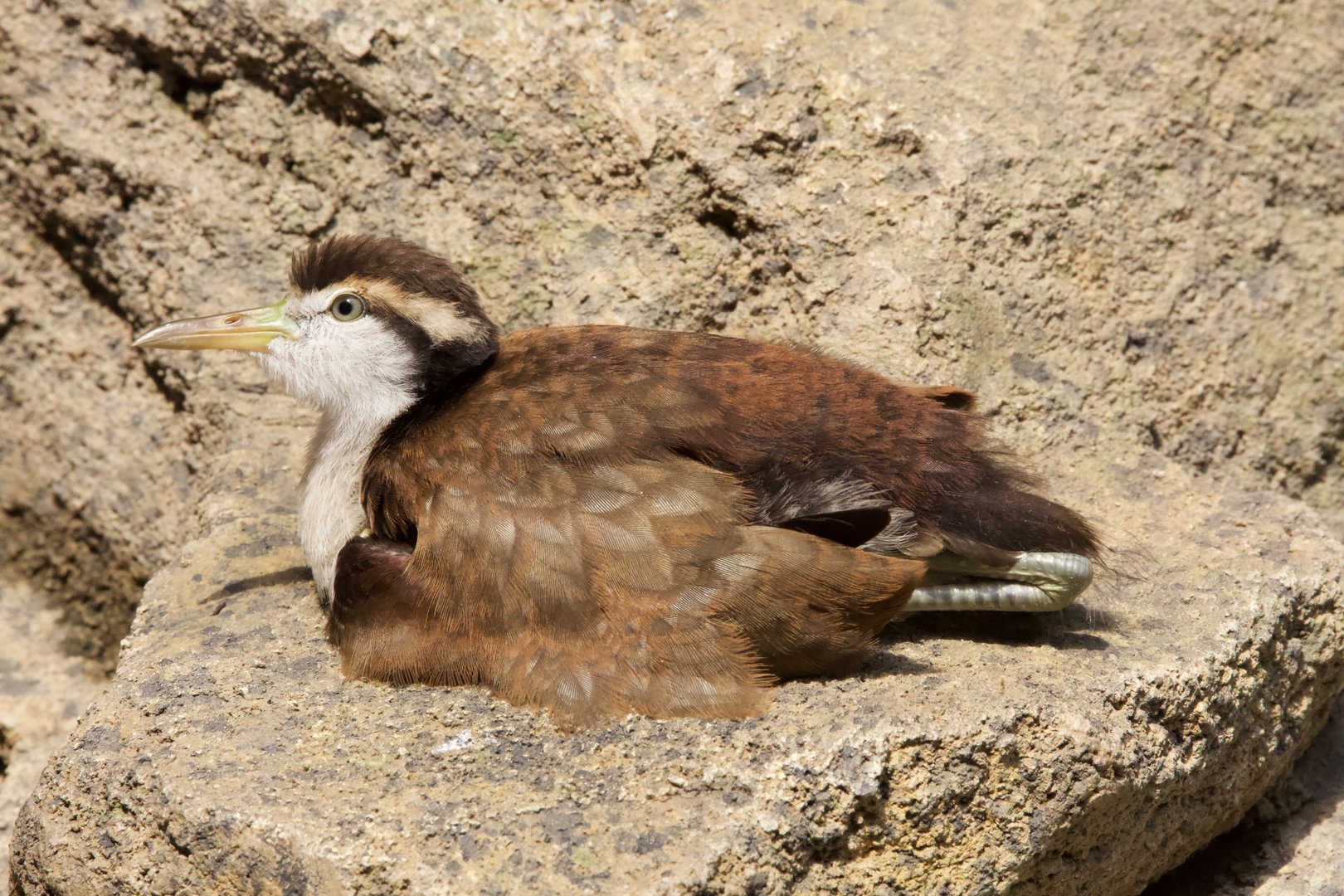 Wattled jacana/ Jacana jacana, juvenile