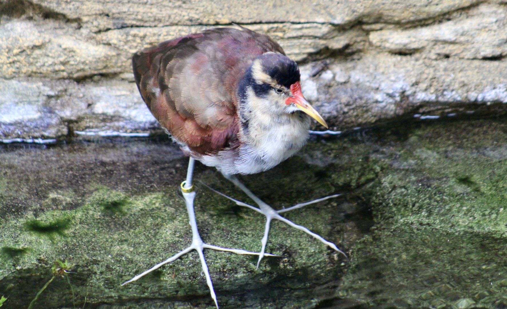 Wattled Jacana (Jacana jacana) juvenile