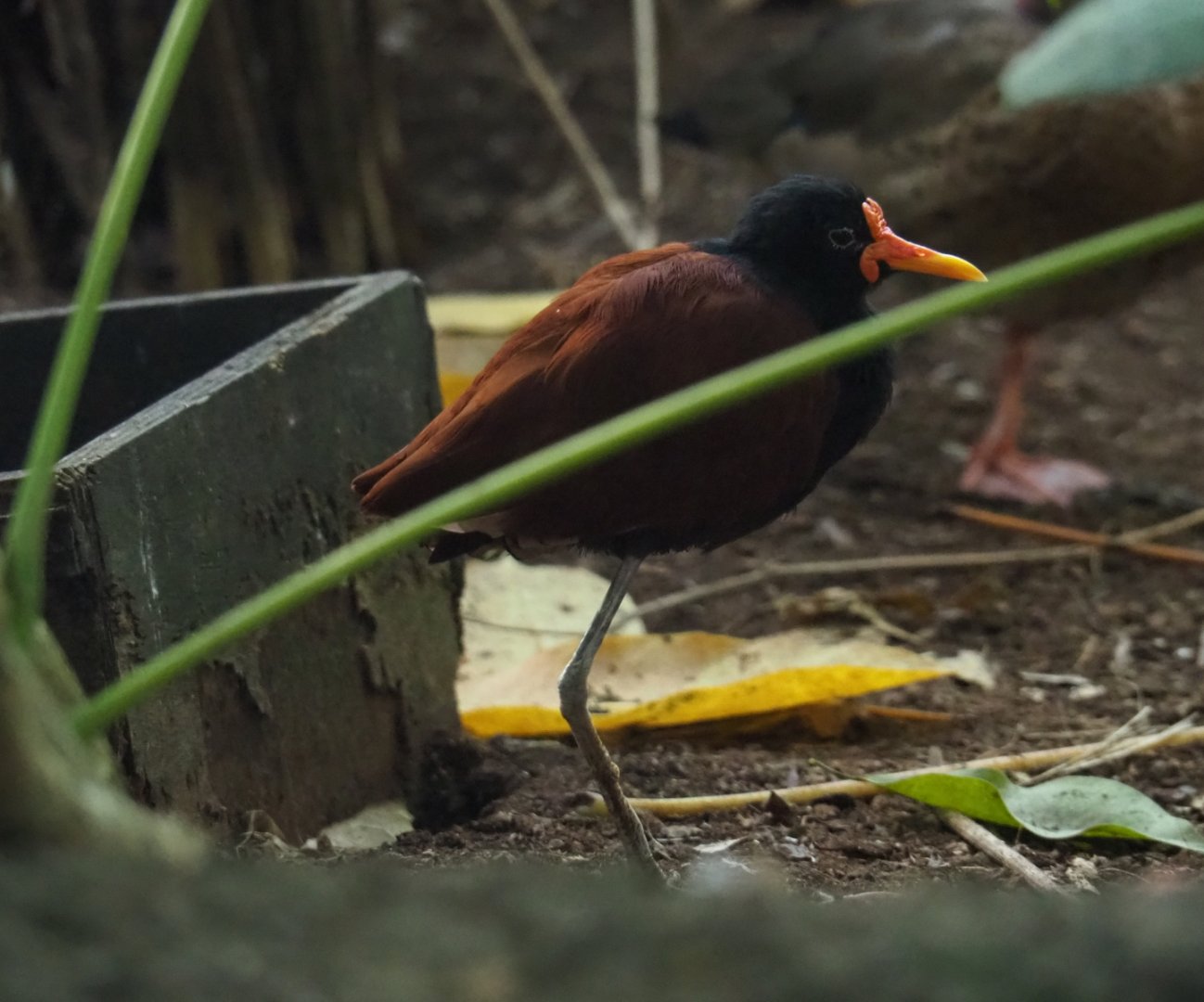 Wattled jacana (Jacana jacana), Sep 2nd, 2018