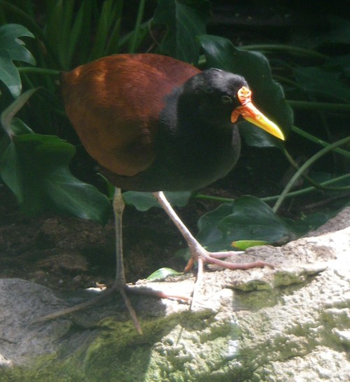 Wattled Jacana (Jacana jacana)