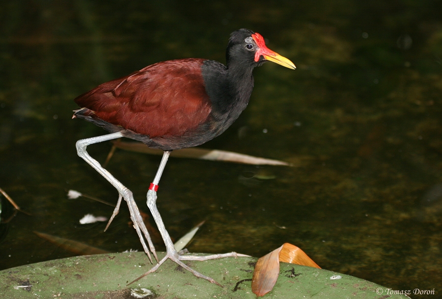 Wattled Jacana (Jacana jacana)