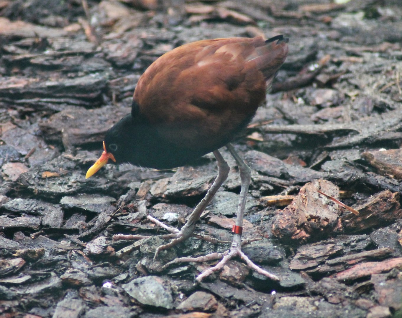 Wattled jacana (Jacana jacana)