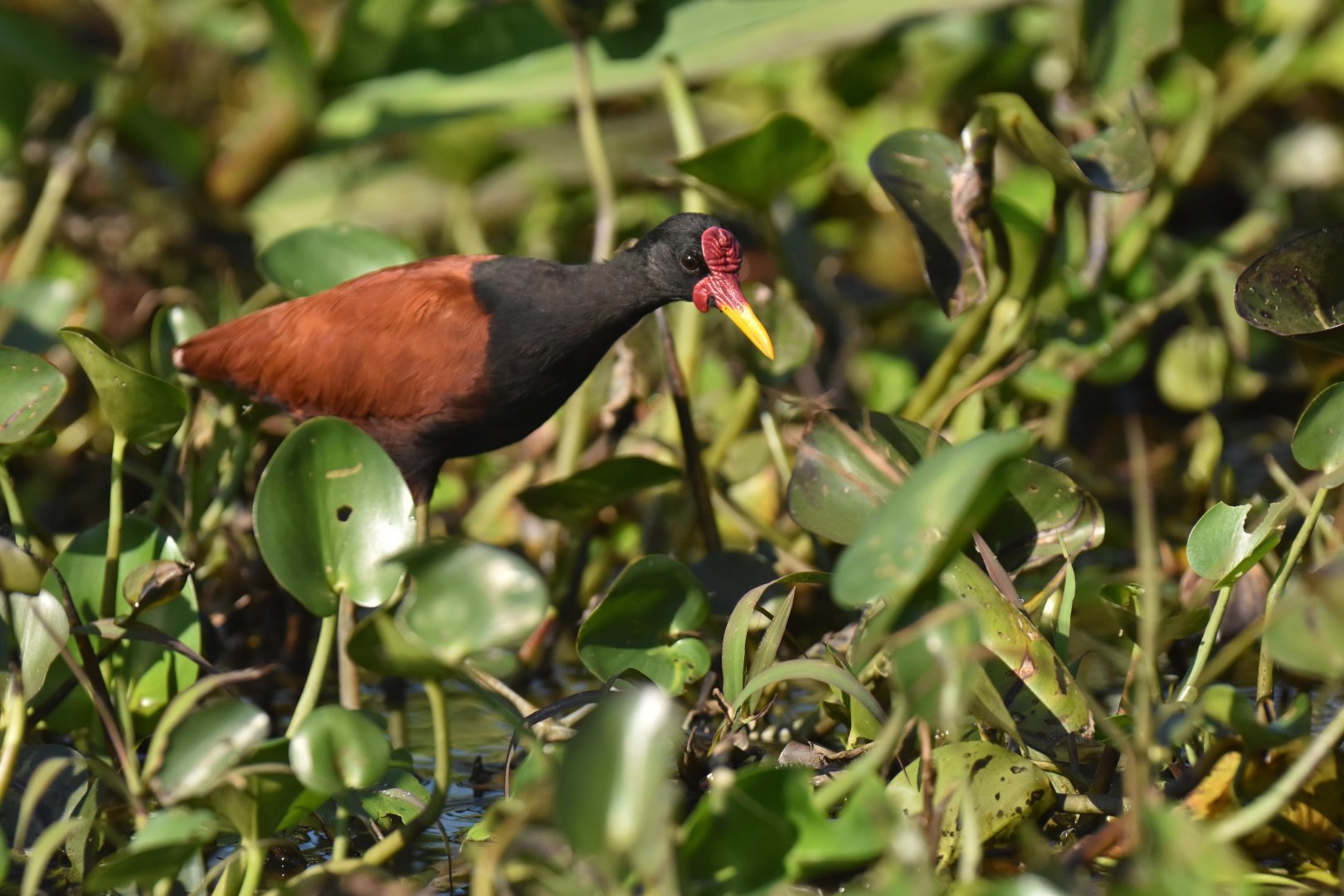 Wattled Jacana (Jacana jacana)