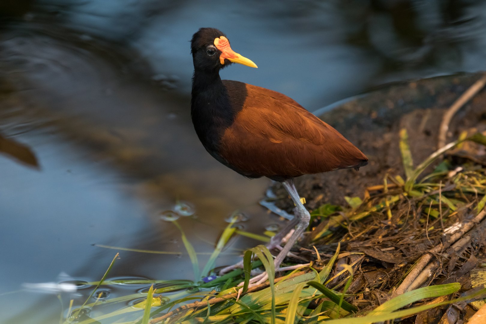 Wattled jacana (Jacana jacana)