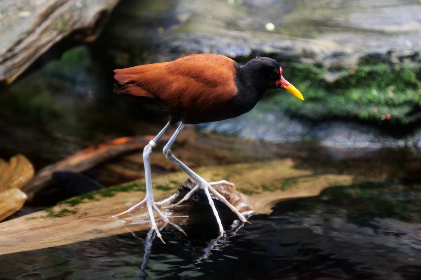 Wattled Jacana (Jacana jacana)