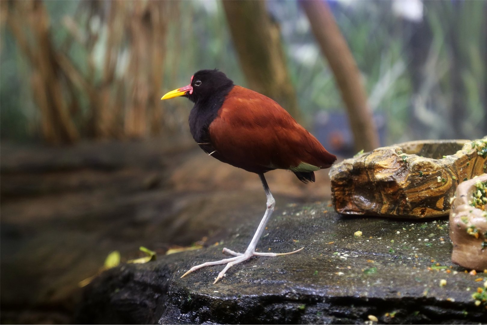 Wattled Jacana (Jacana jacana)