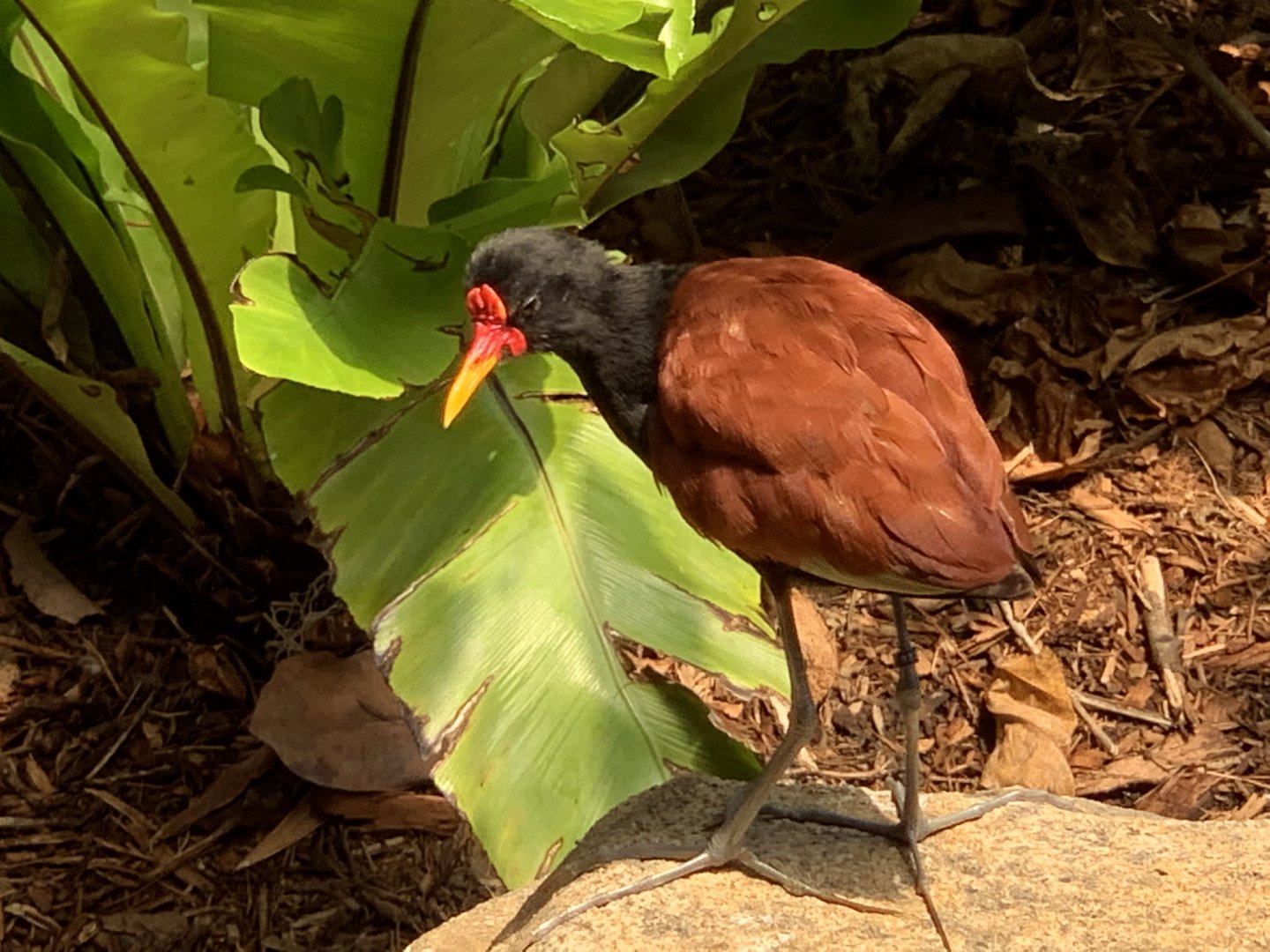 Wattled Jacana (Jacana jacana)