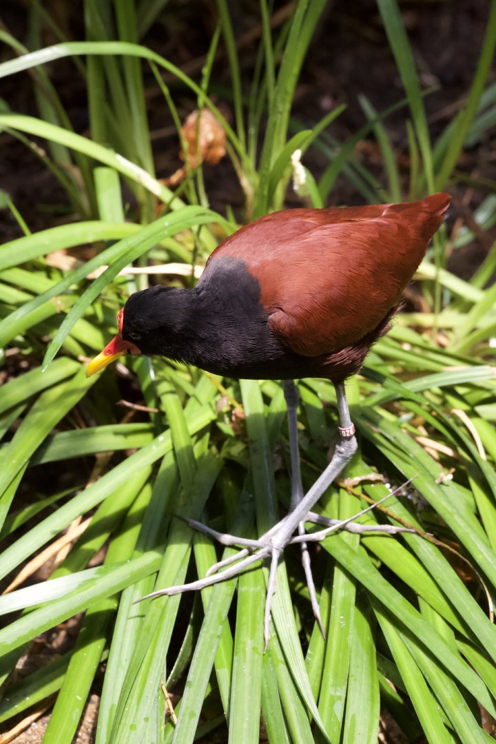 Wattled jacana/ Jacana jacana