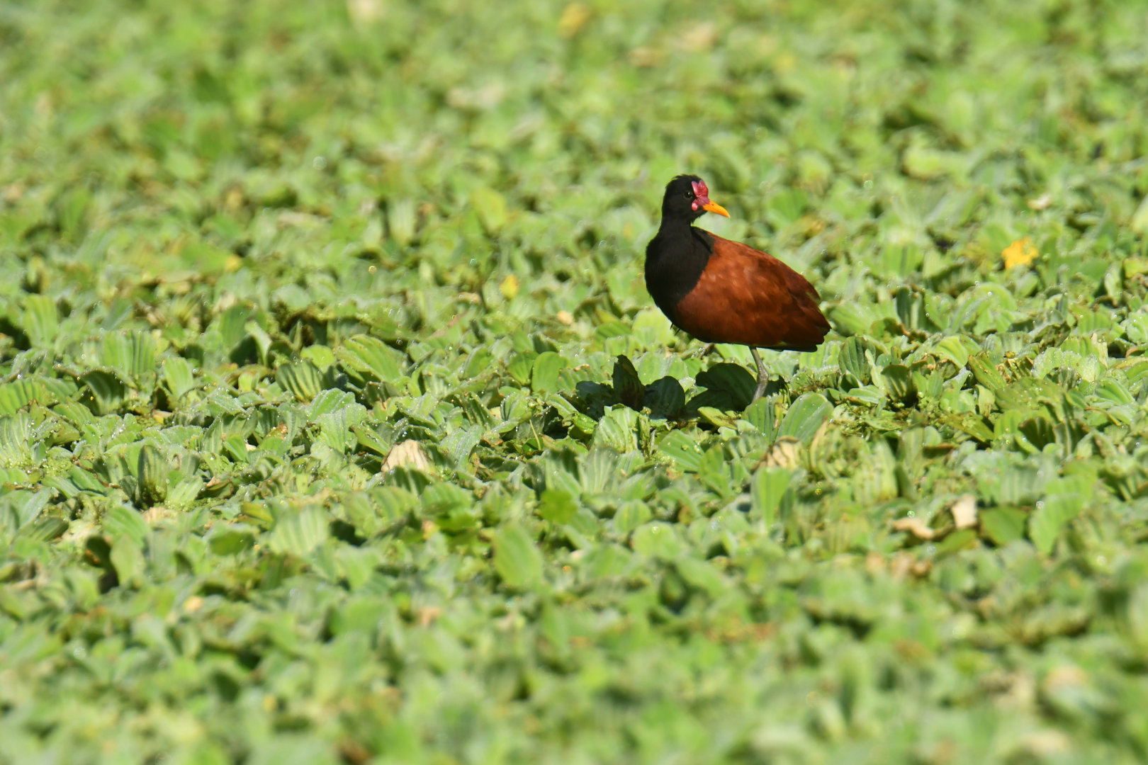 Wattled Jacana Jacana jacana