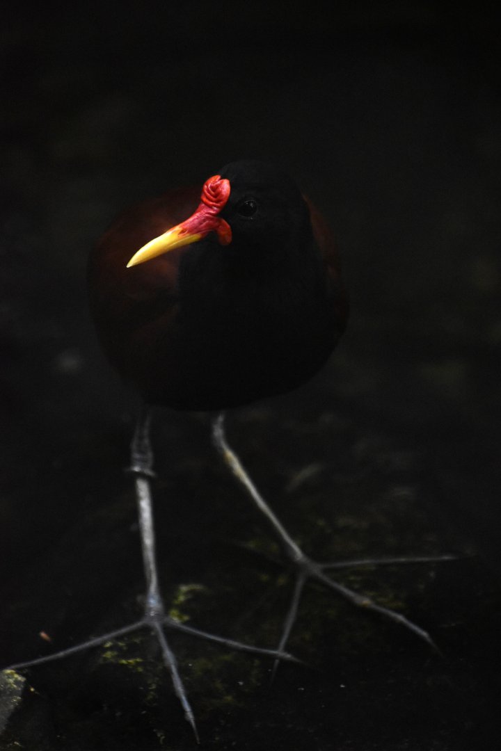 Wattled jacana, Jacana jacana