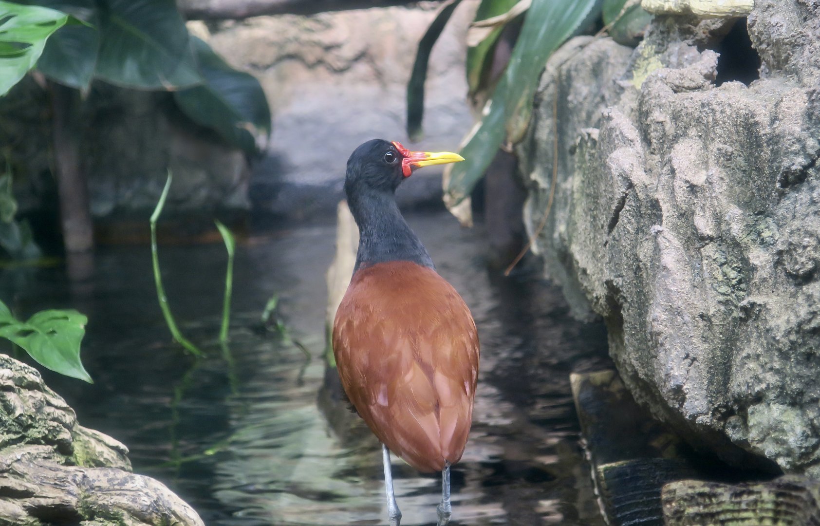 Wattled Jacana (Jacana jacana)