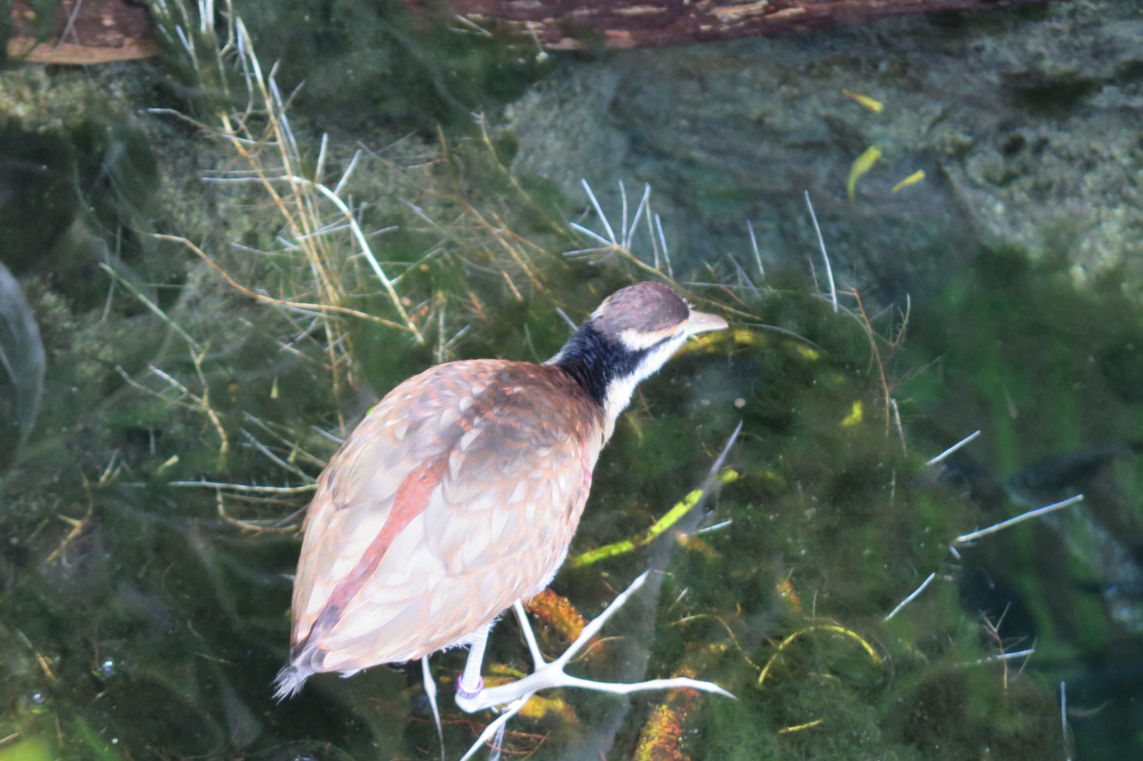 Wattled Jacana Juvenile(8/23/2024)