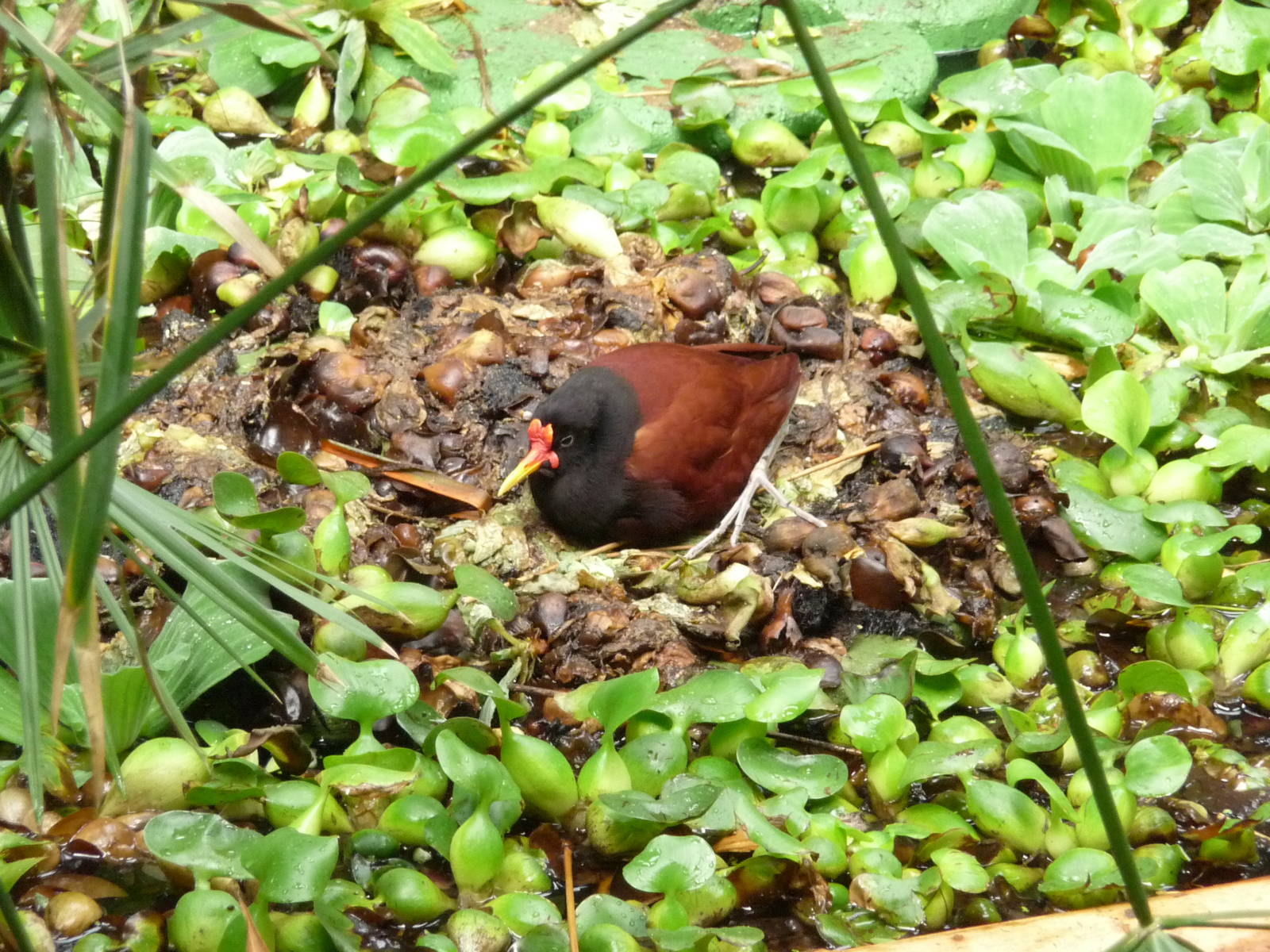 Wattled Jacana on nest