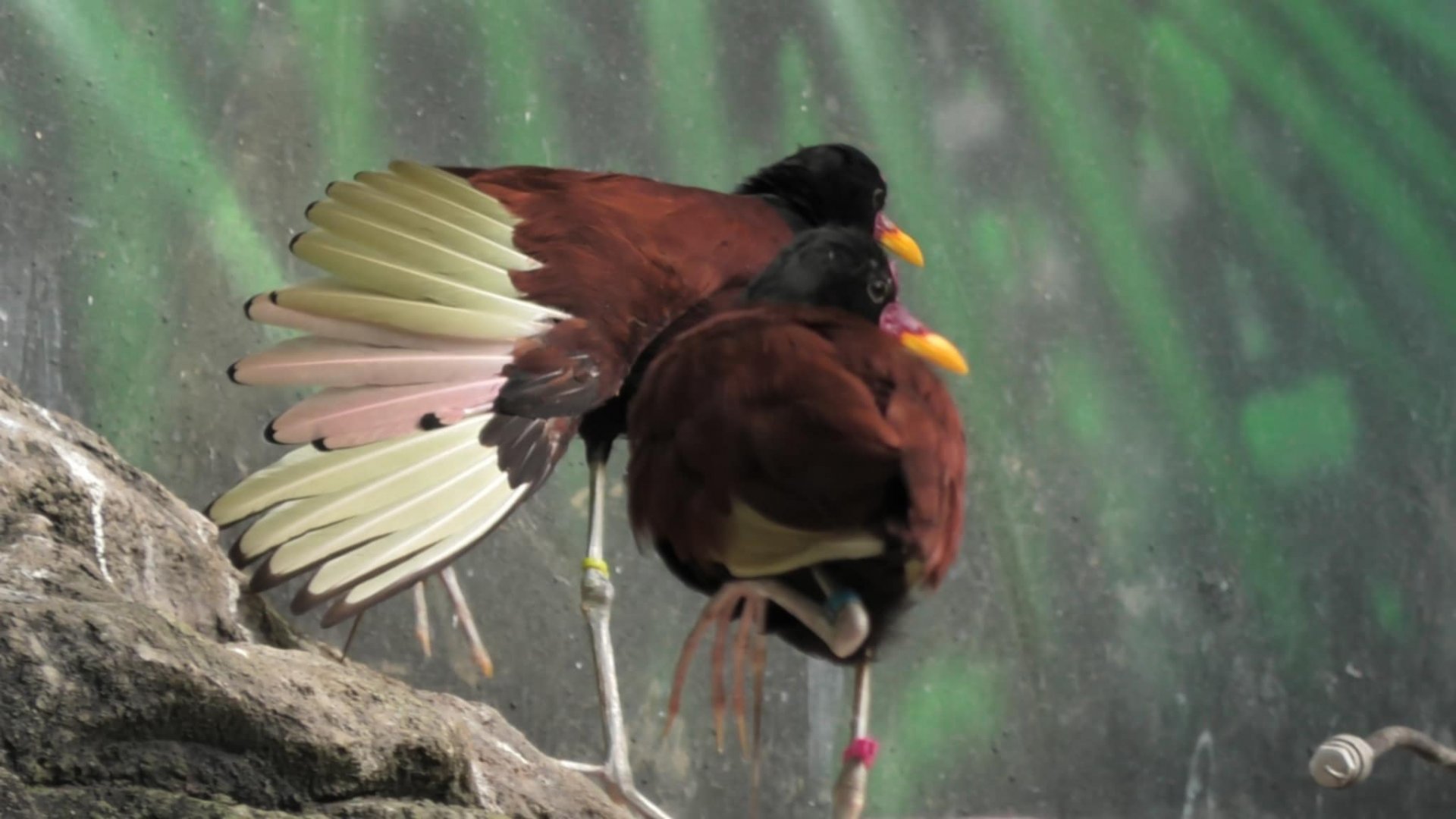 Wattled Jacana with it's wings out