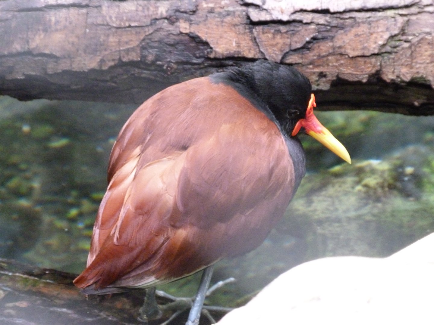 Wattled jacana -Zoo Praha (2025)