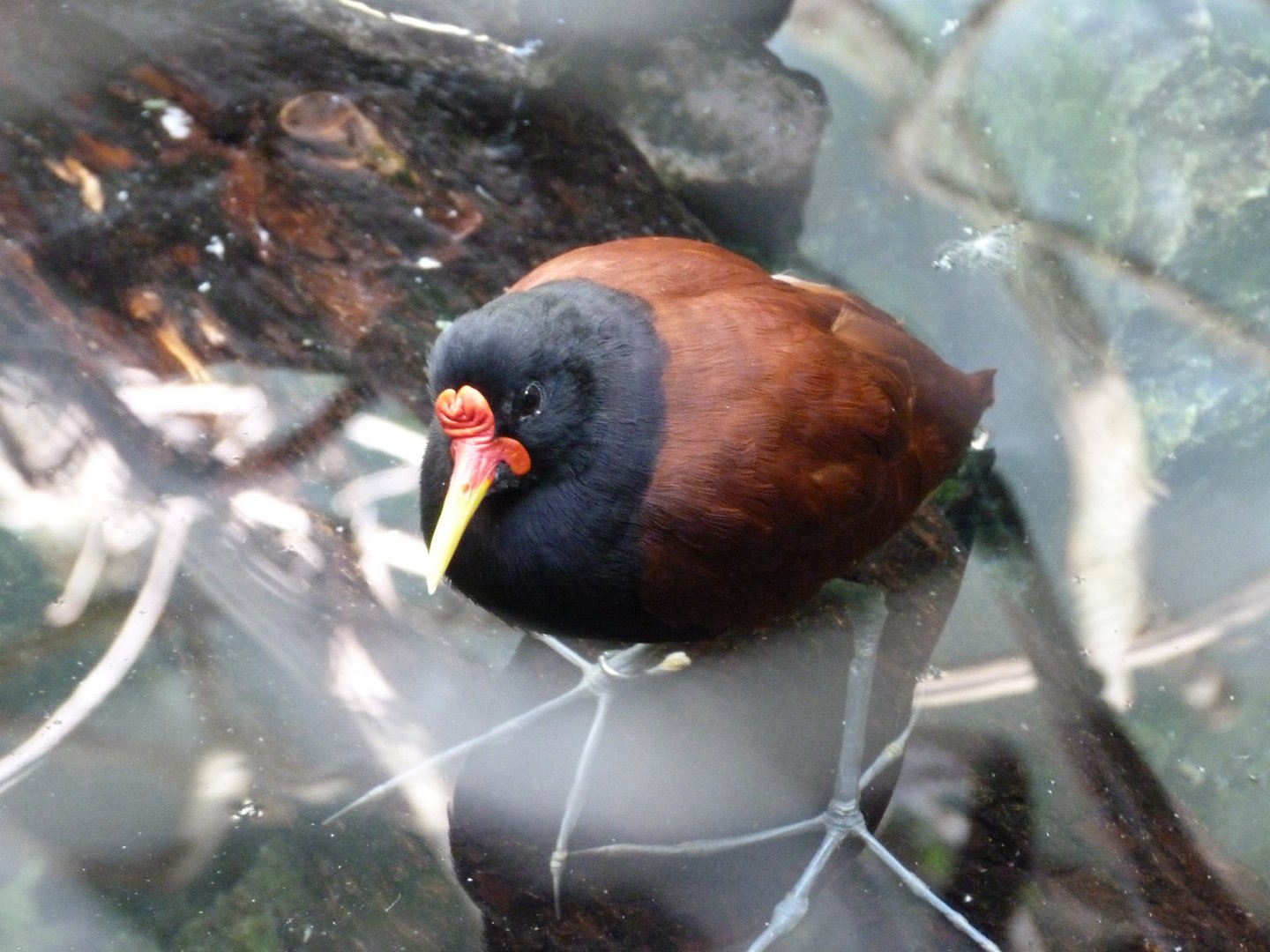 Wattled jacana -Zoo Praha (2025)