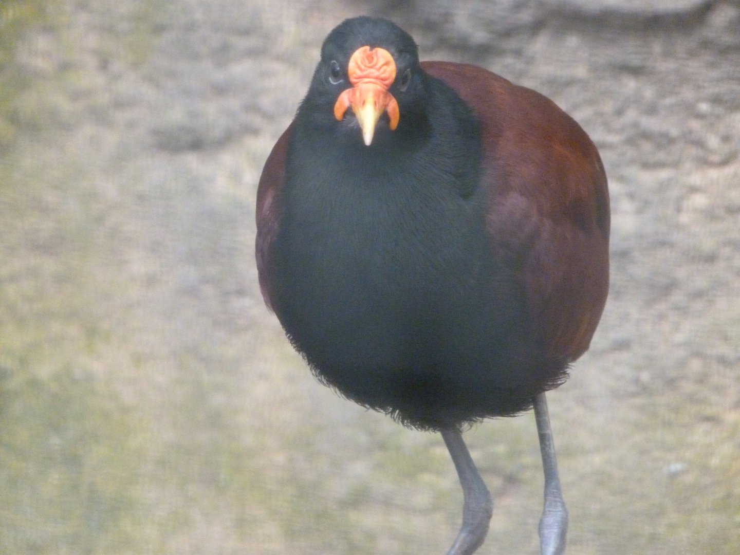 Wattled jacana -ZooParc de Beauval (2025)