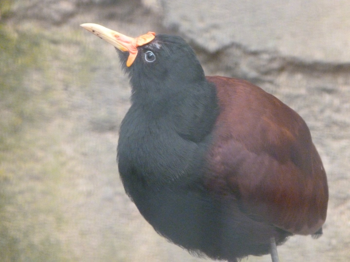 Wattled jacana -ZooParc de Beauval (2025)