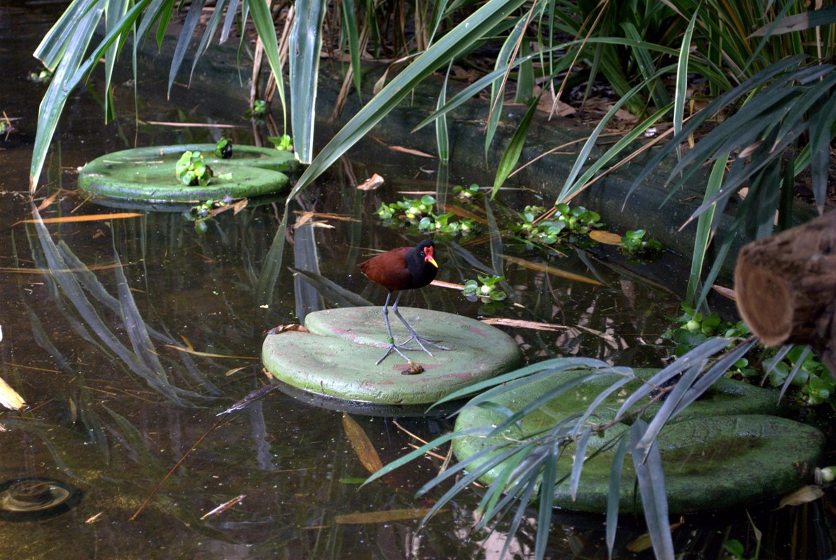 Wattled Jacana