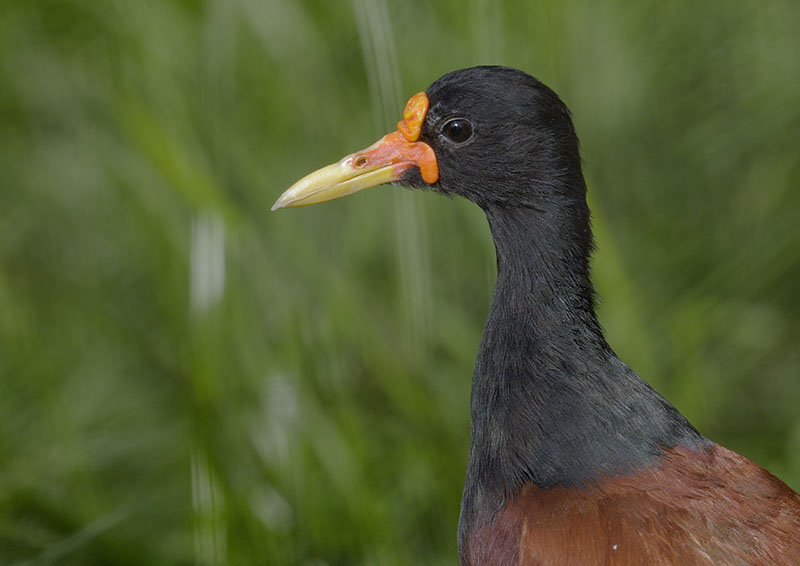 Wattled jacana