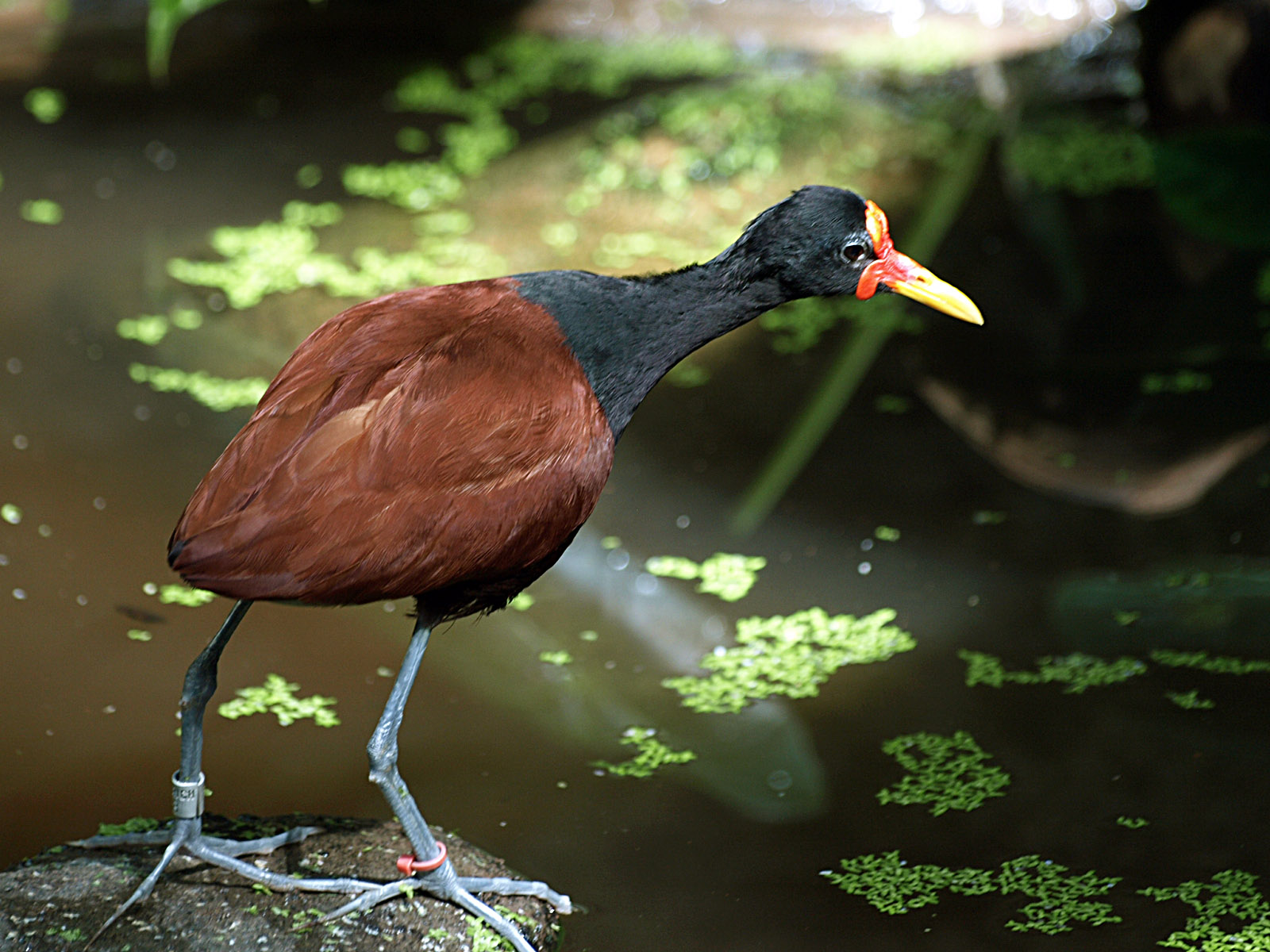 Wattled jacana