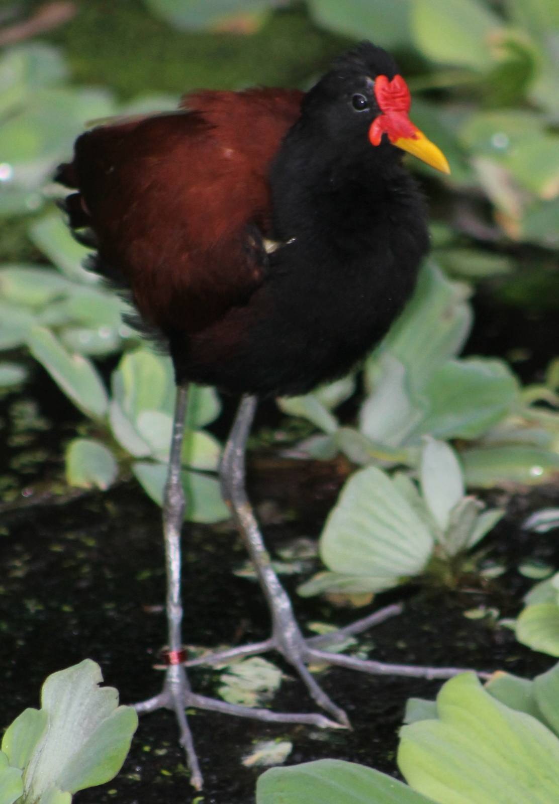 wattled jacana