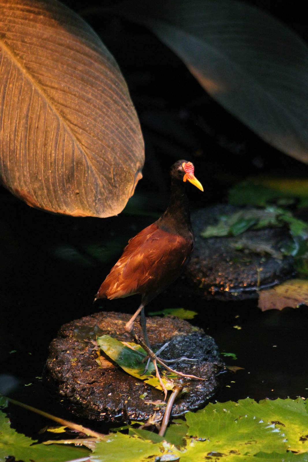 Wattled jacana