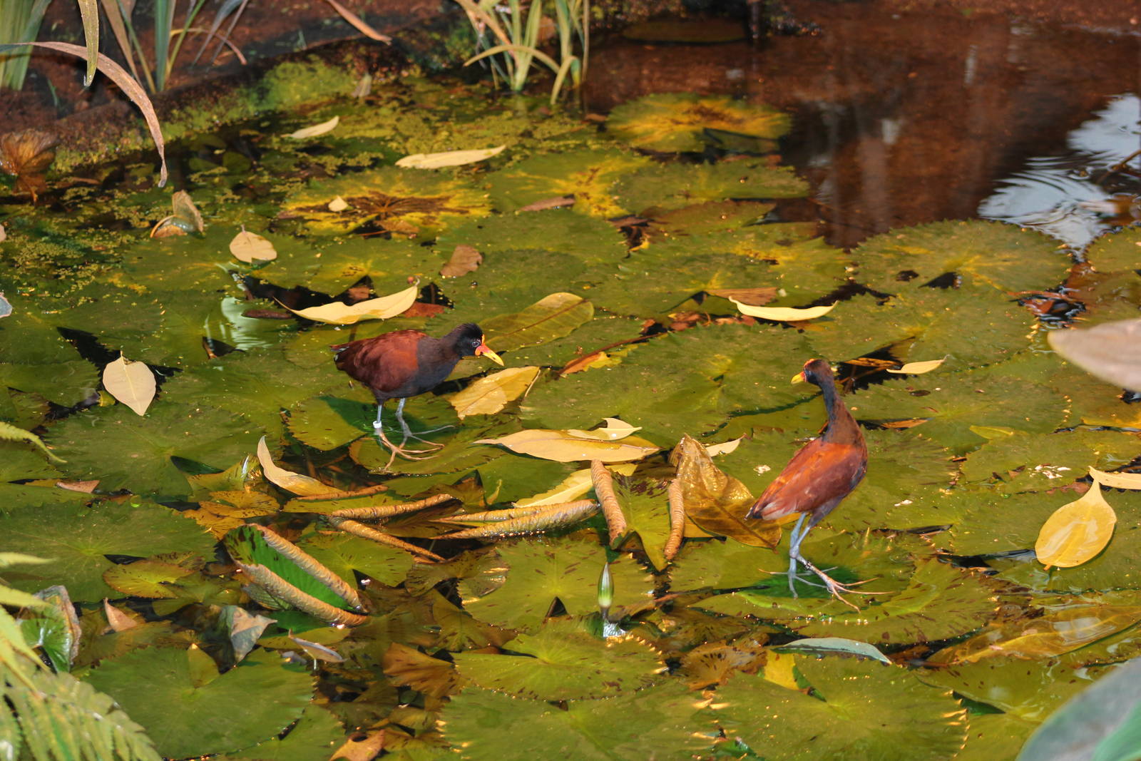 Wattled jacana