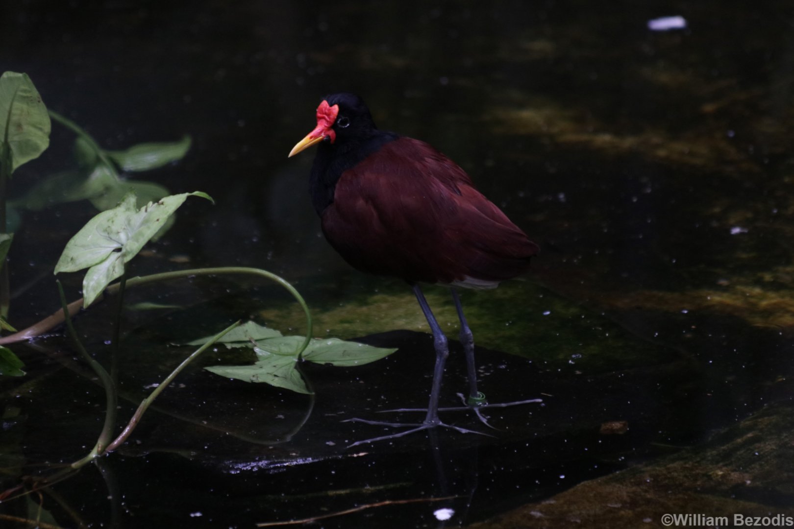 Wattled Jacana