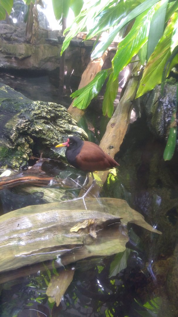 Wattled jacana