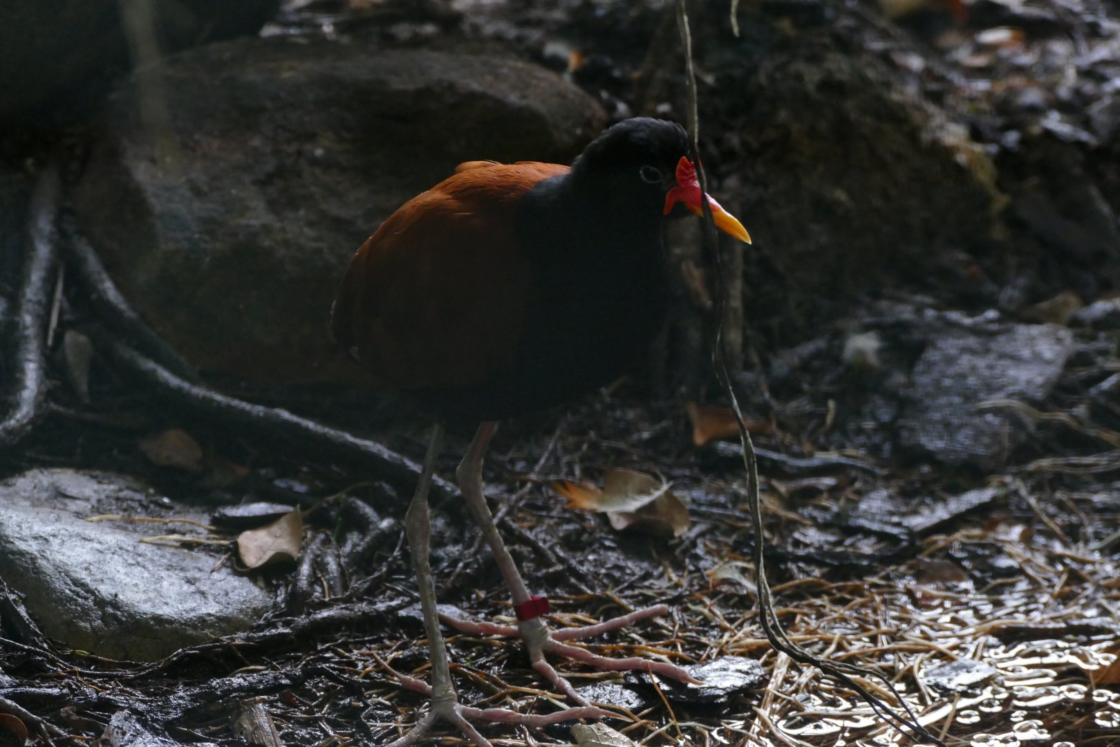 Wattled jacana