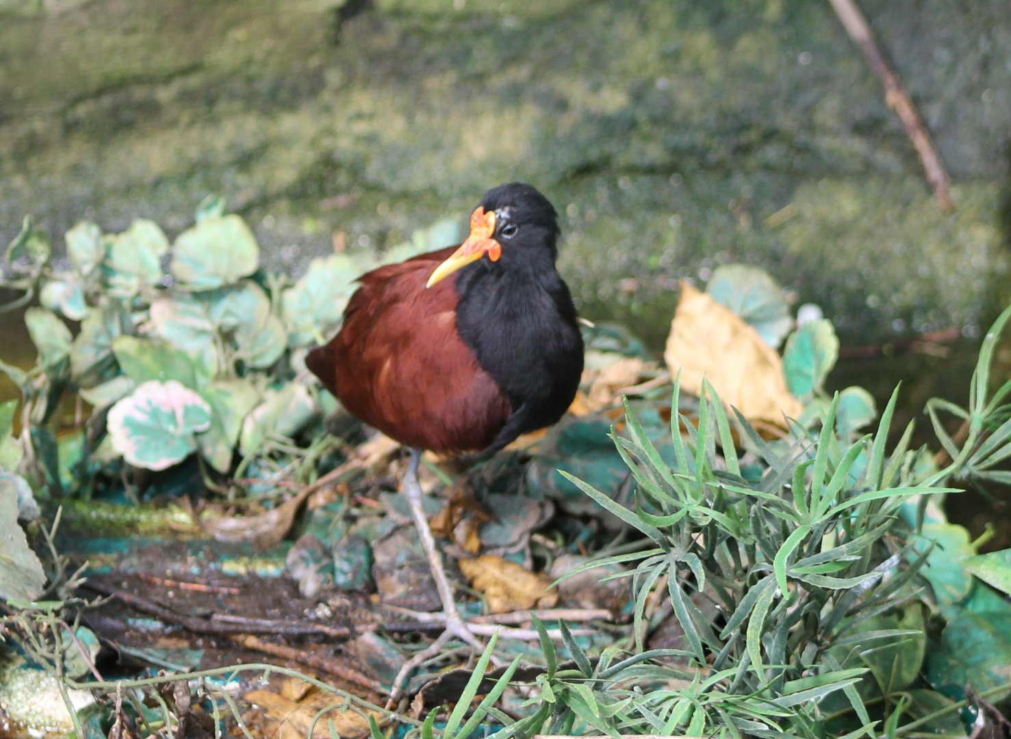 Wattled jacana