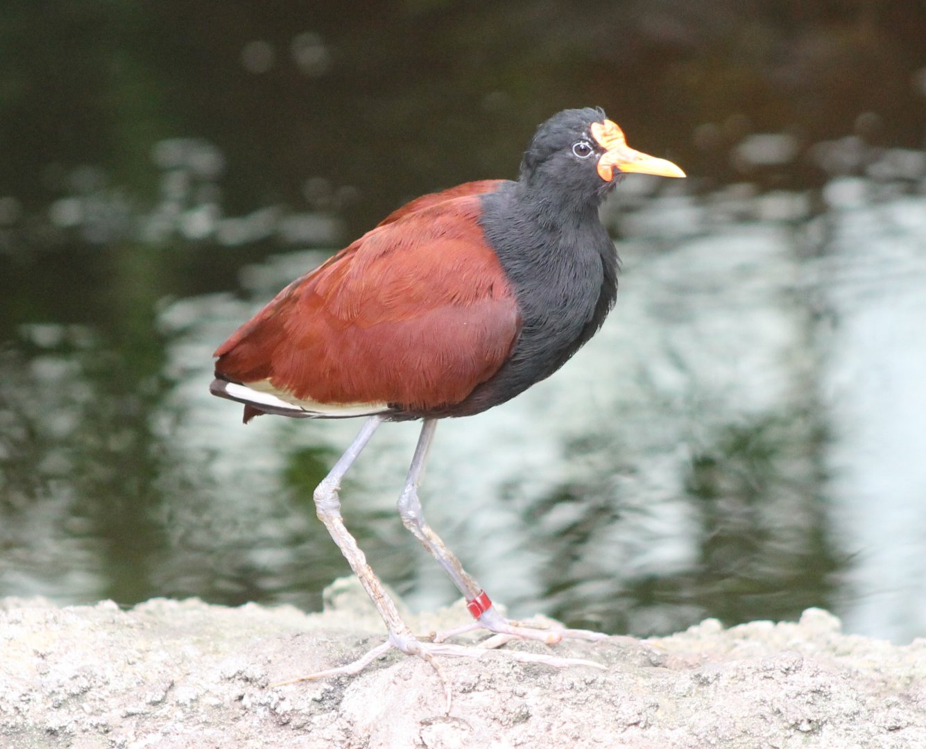 Wattled jacana