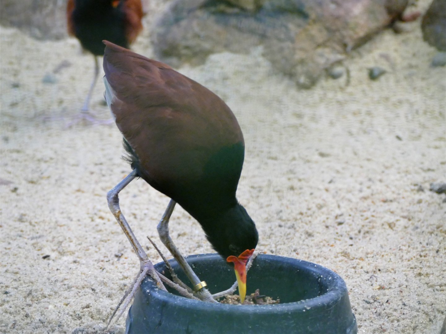 Wattled jacana