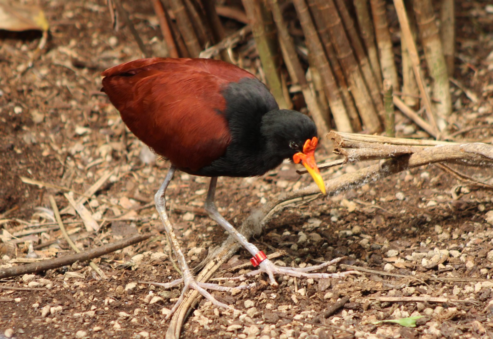 Wattled jacana