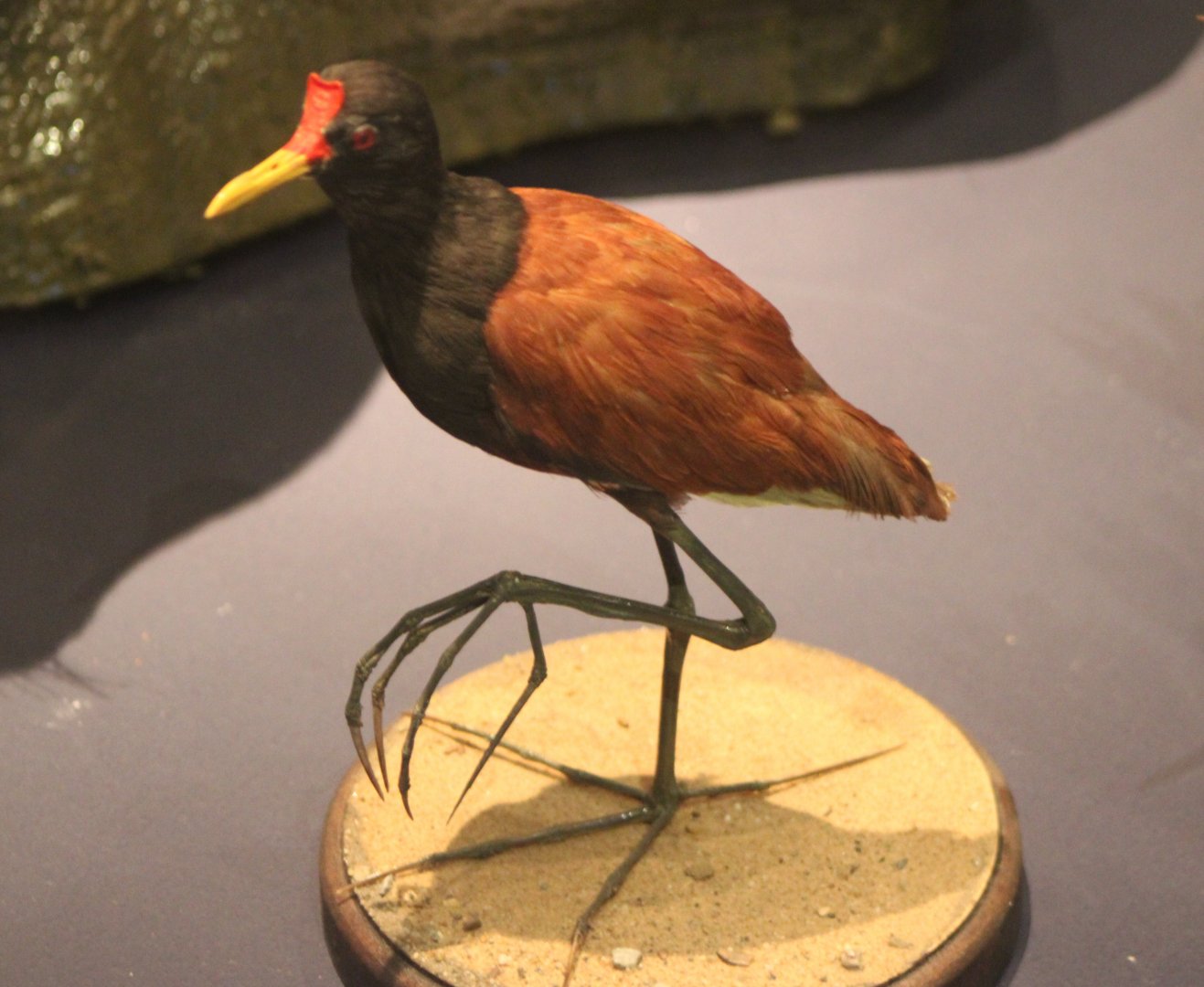 Wattled jacana